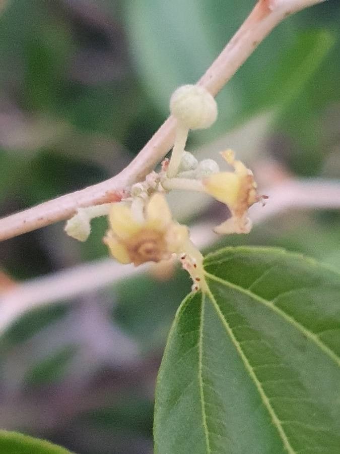 Ziziphus mucronata flower