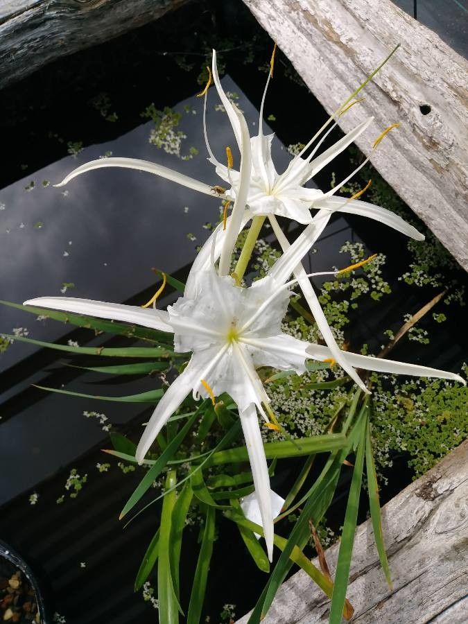 Hymenocallis coronaria flower
