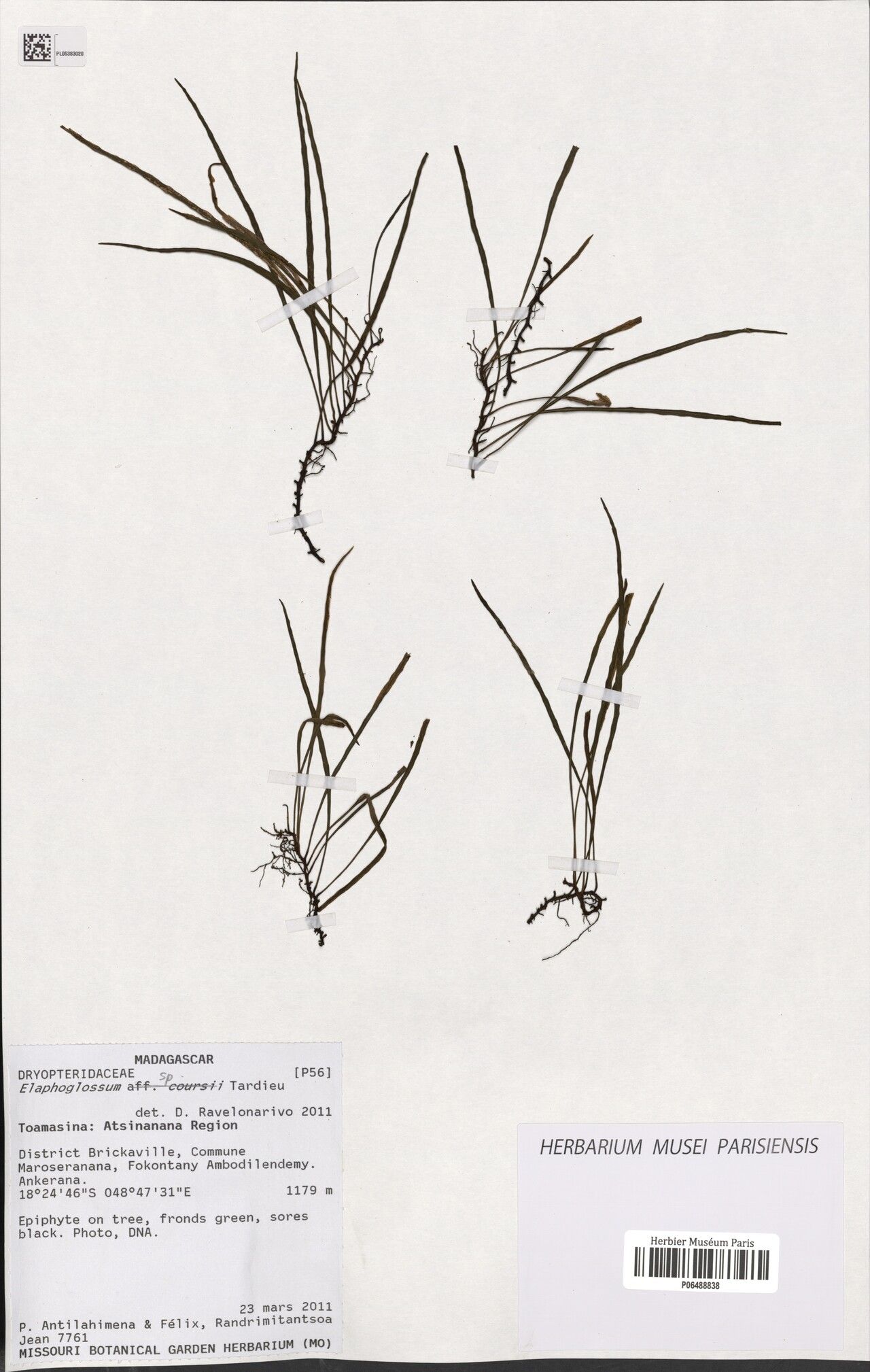 Elaphoglossum glabricaule — houseplant care guide