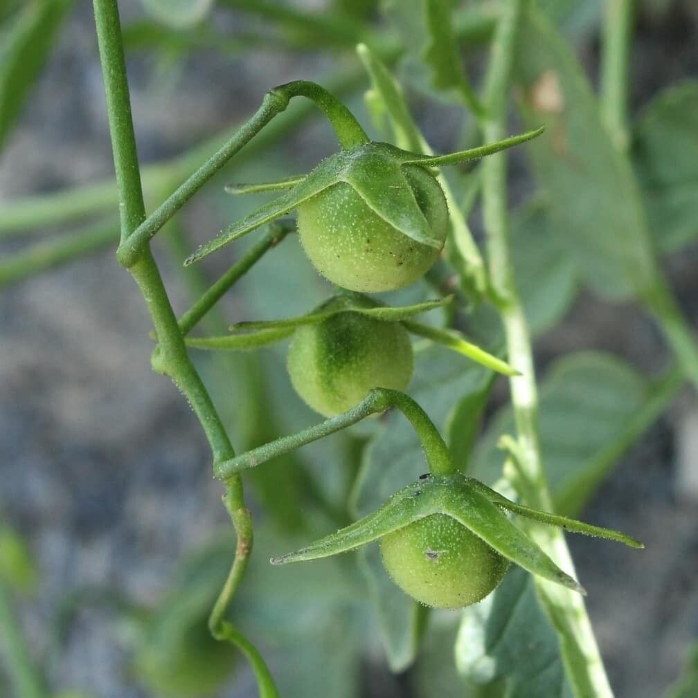 Solanum arcanum fruit