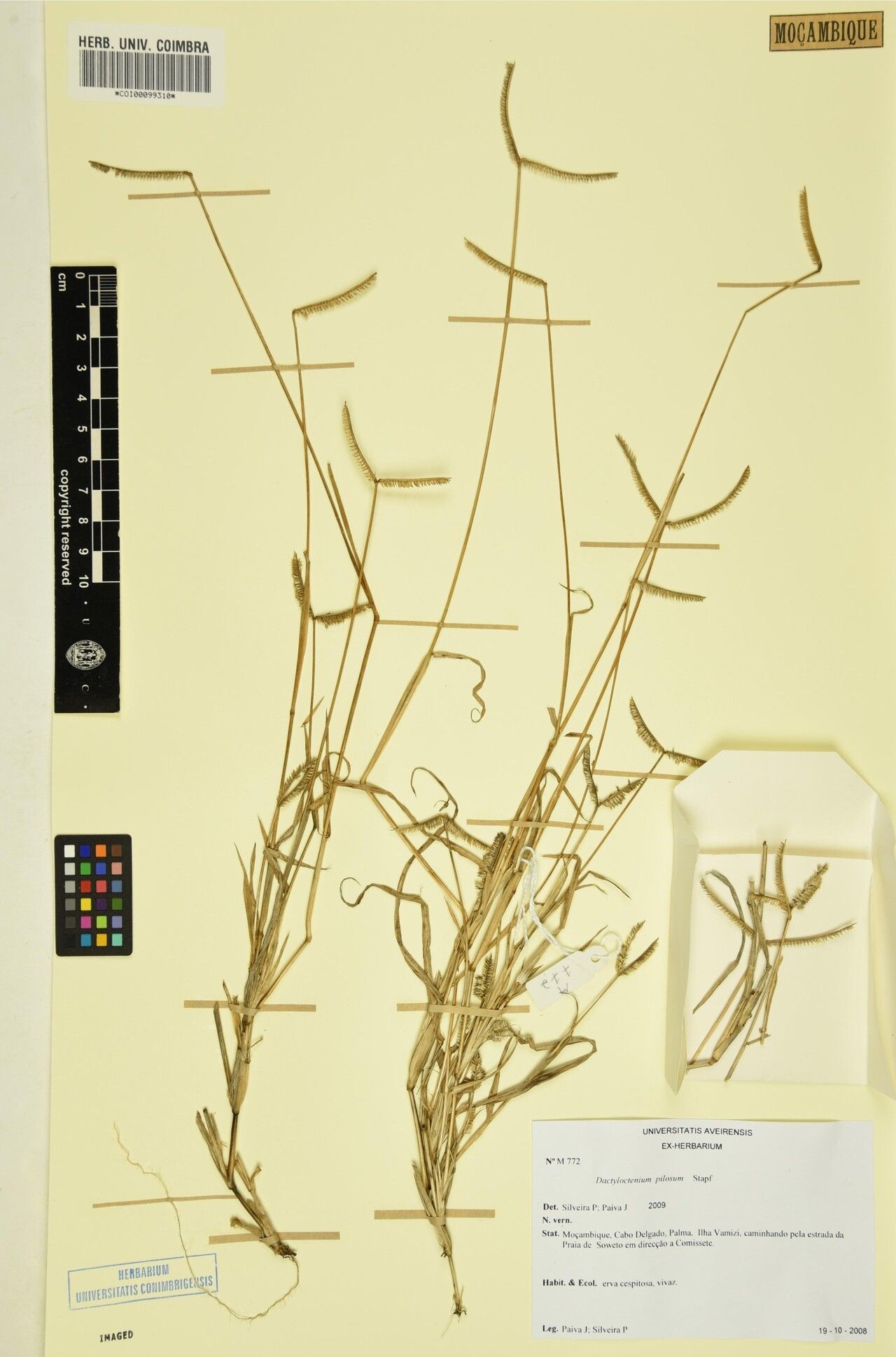 Dactyloctenium pilosum — houseplant care guide