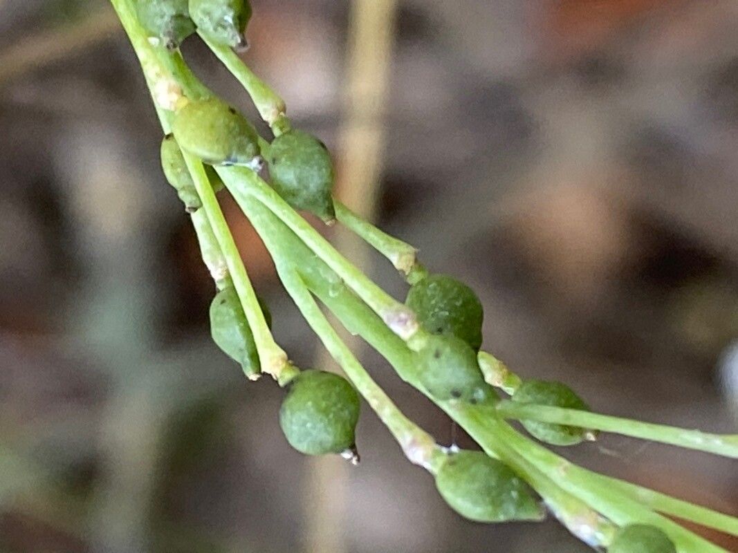 Crambe fruticosa fruit