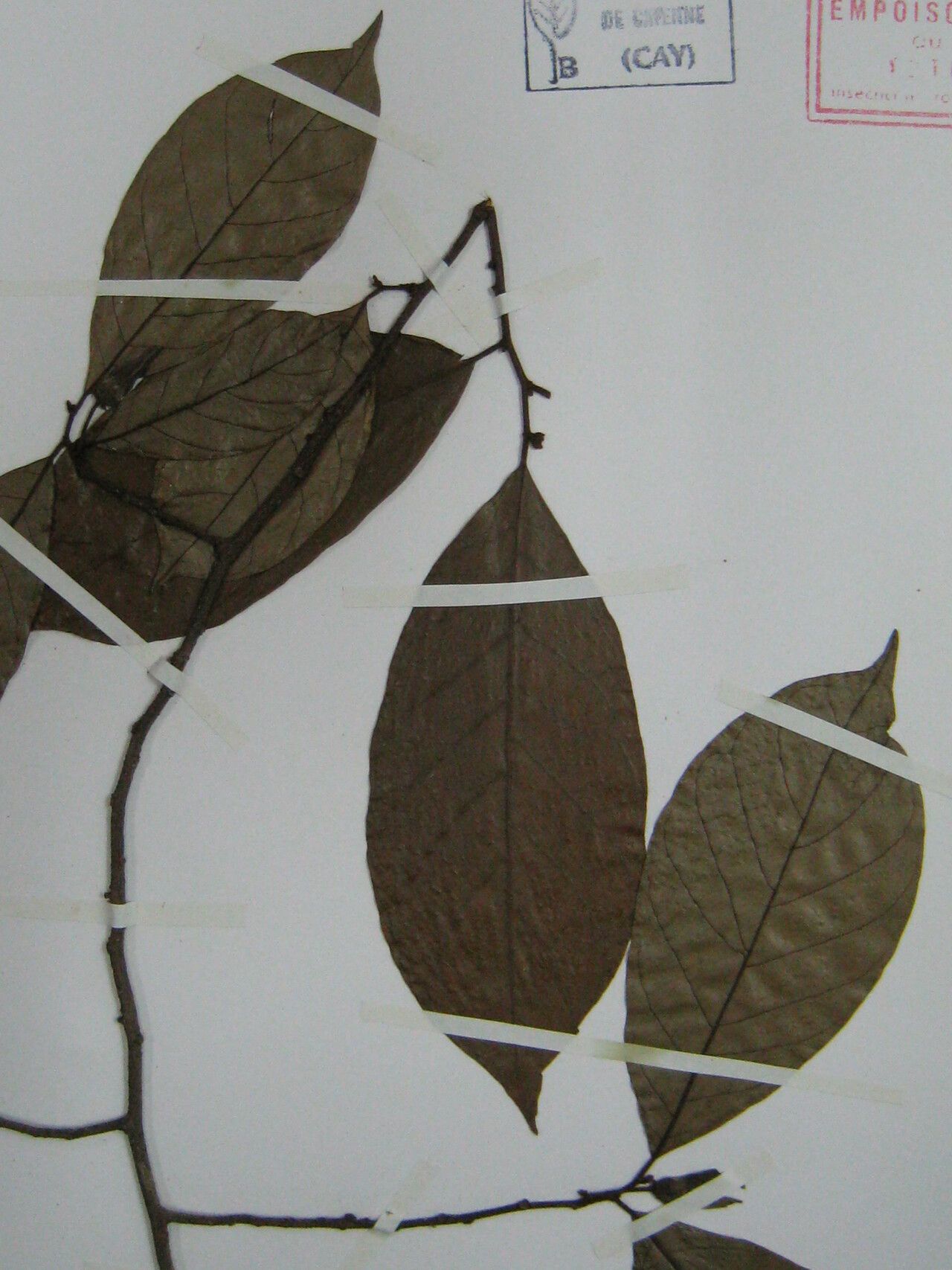 Annona haematantha other