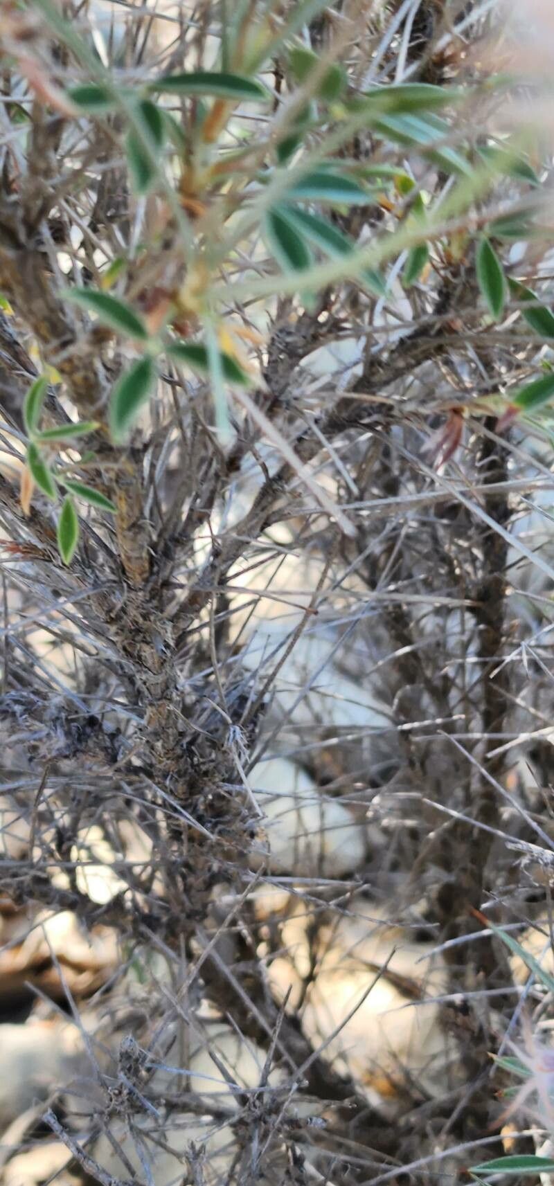 Ebenus stellata bark