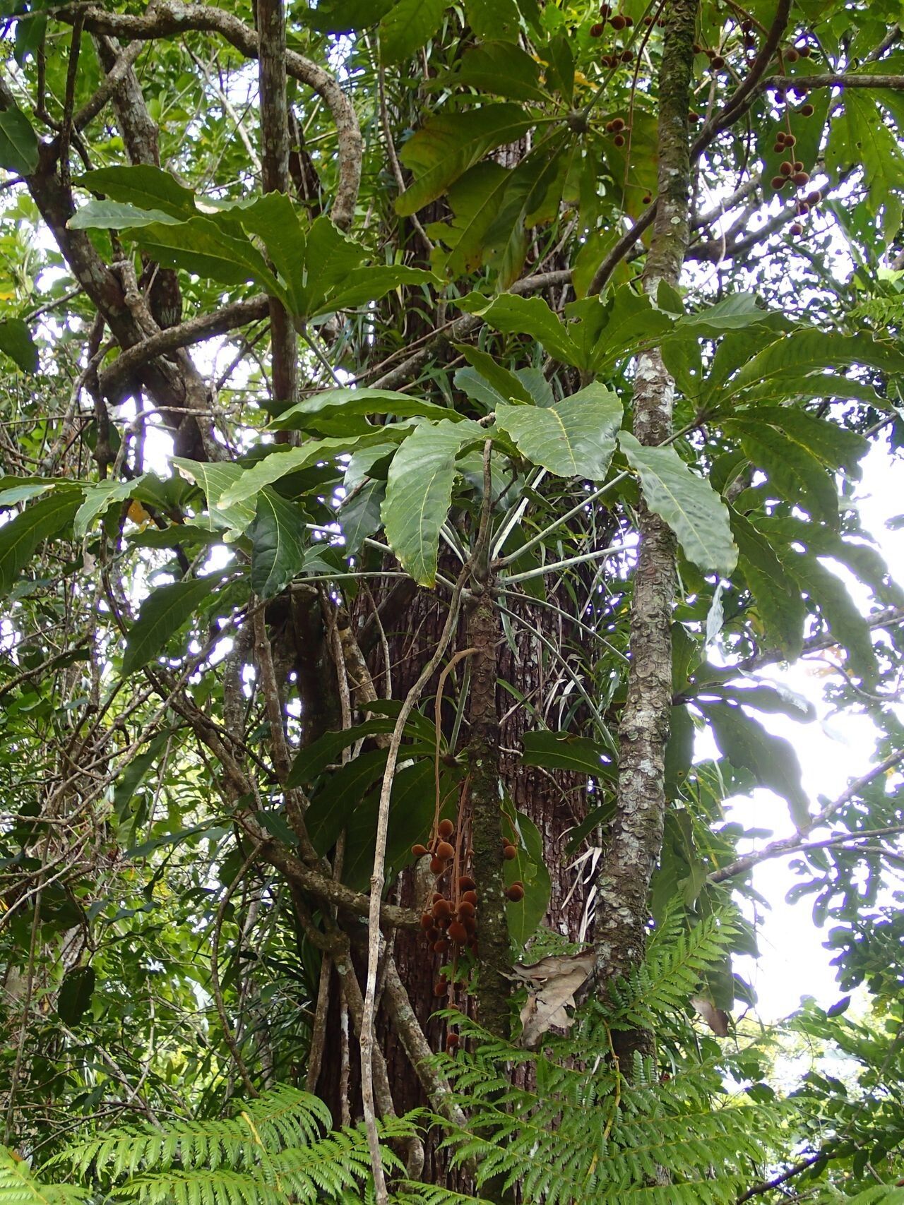 Acropogon megaphyllus habit