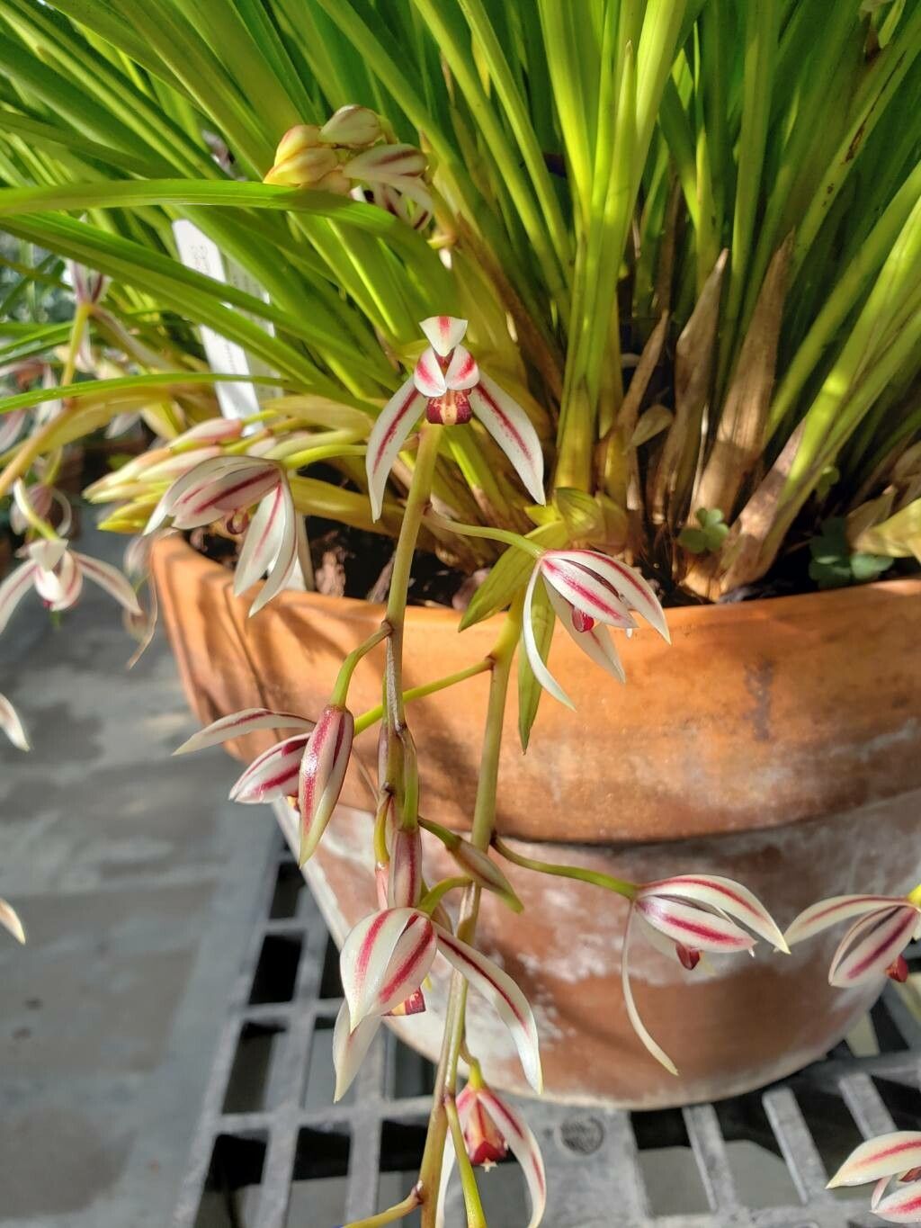 Cymbidium dayanum flower