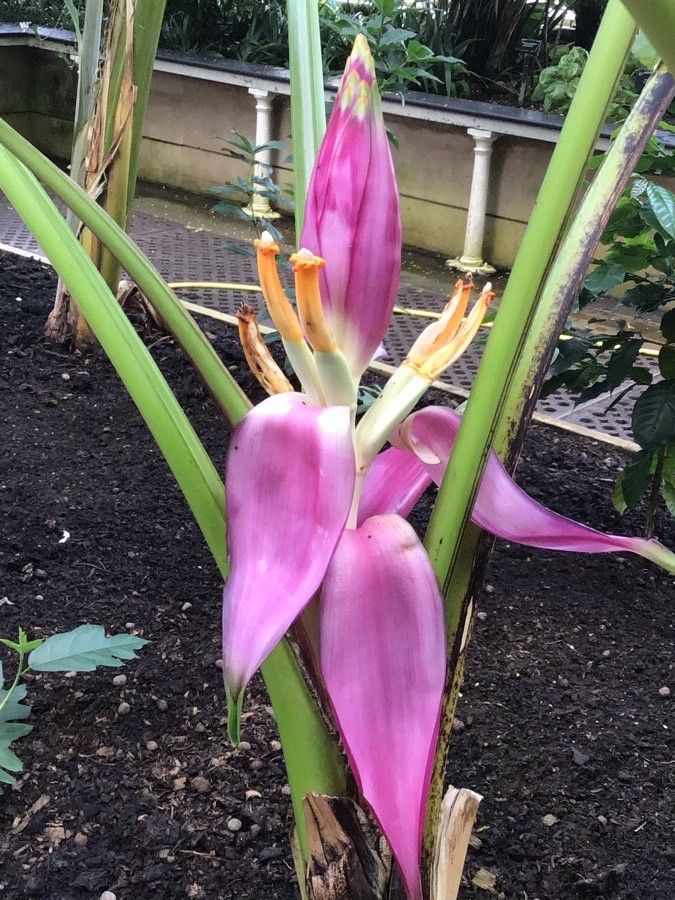 Musa campestris flower