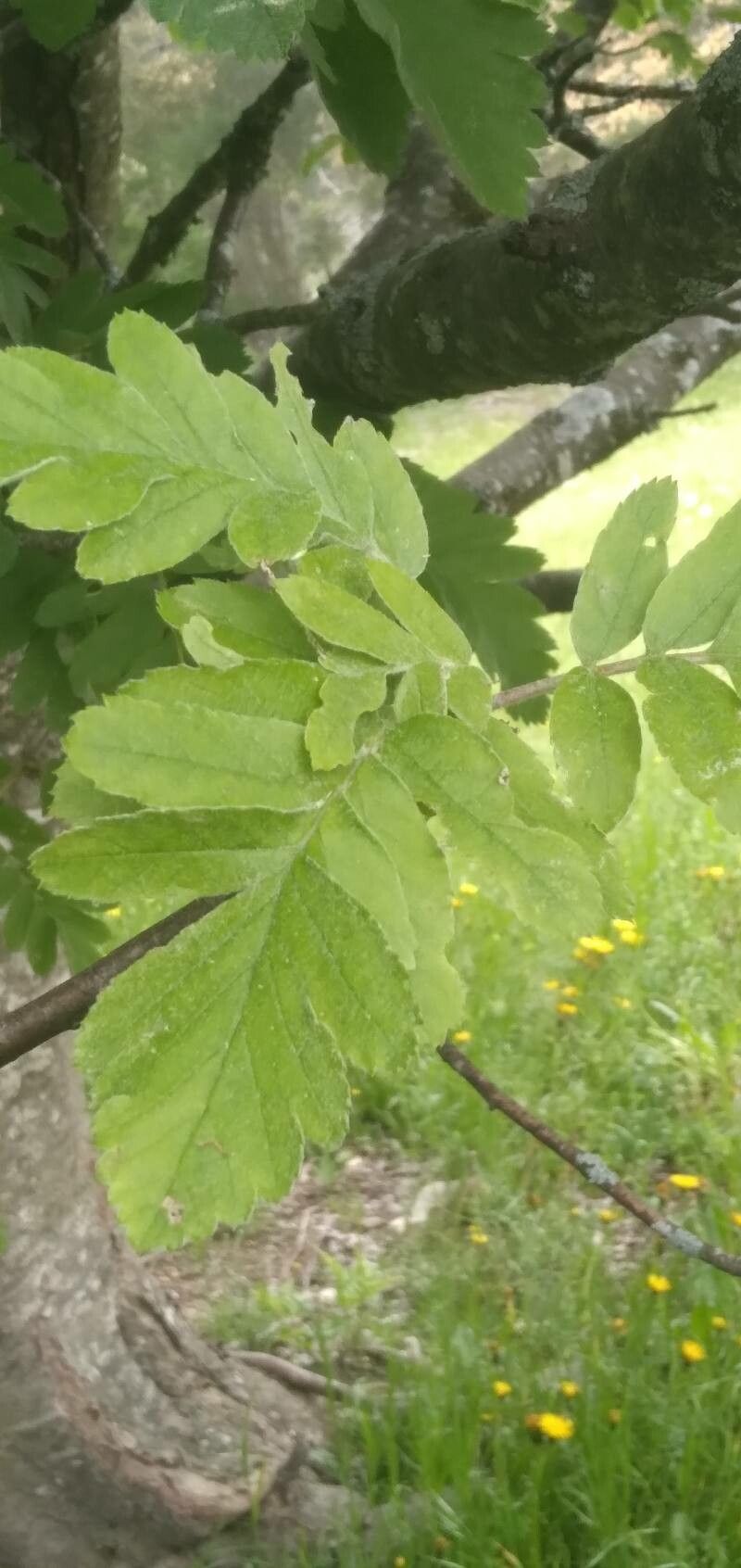 Hedlundia legrei leaf