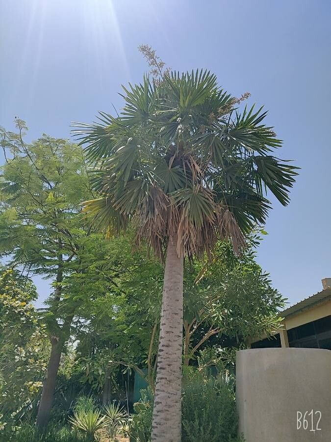 Copernicia alba bark