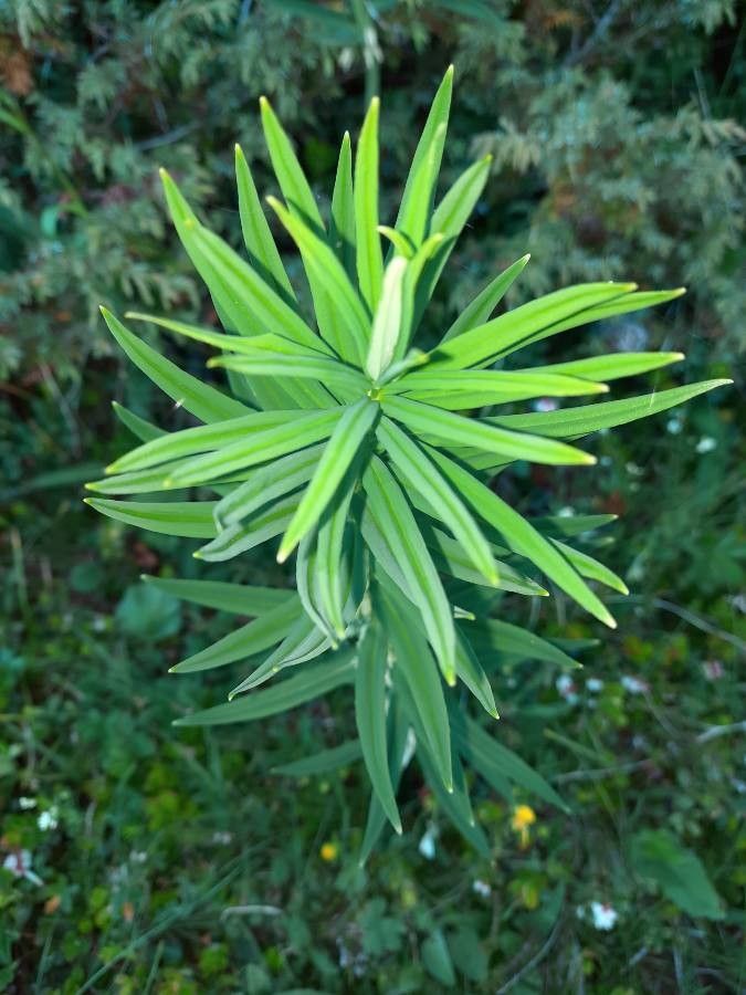 Polygonatum verticillatum leaf