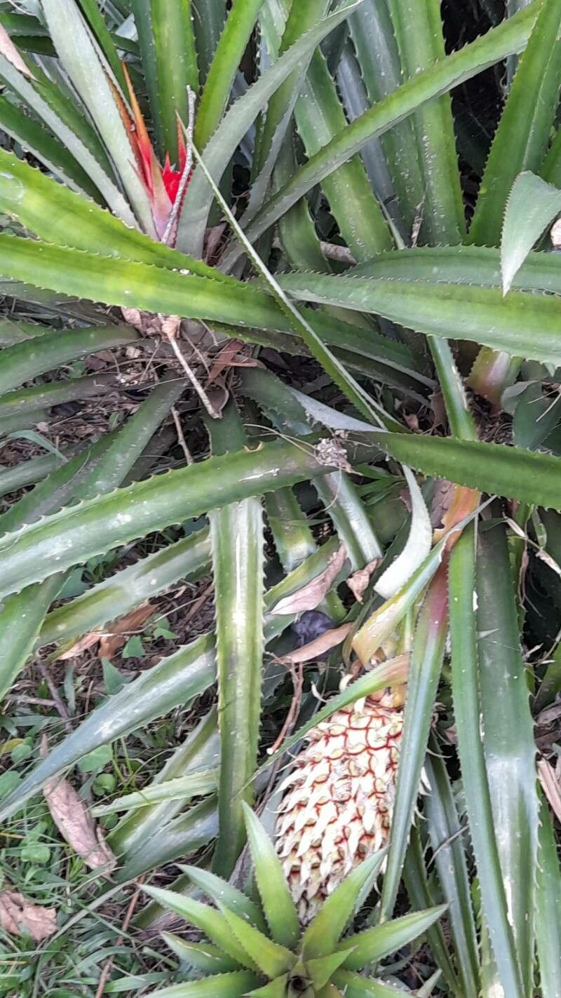 Ananas macrodontes habit