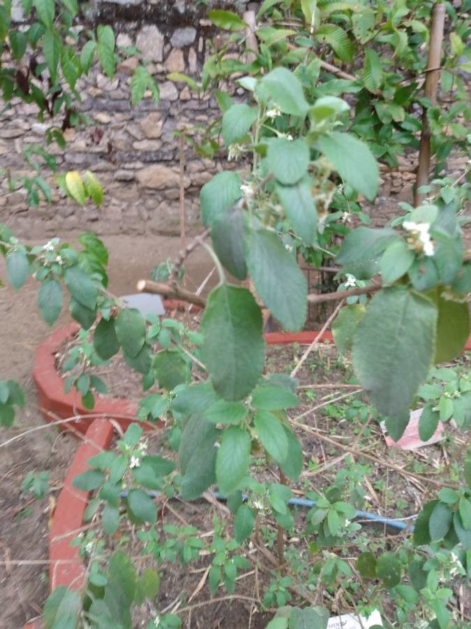 Lippia origanoides habit