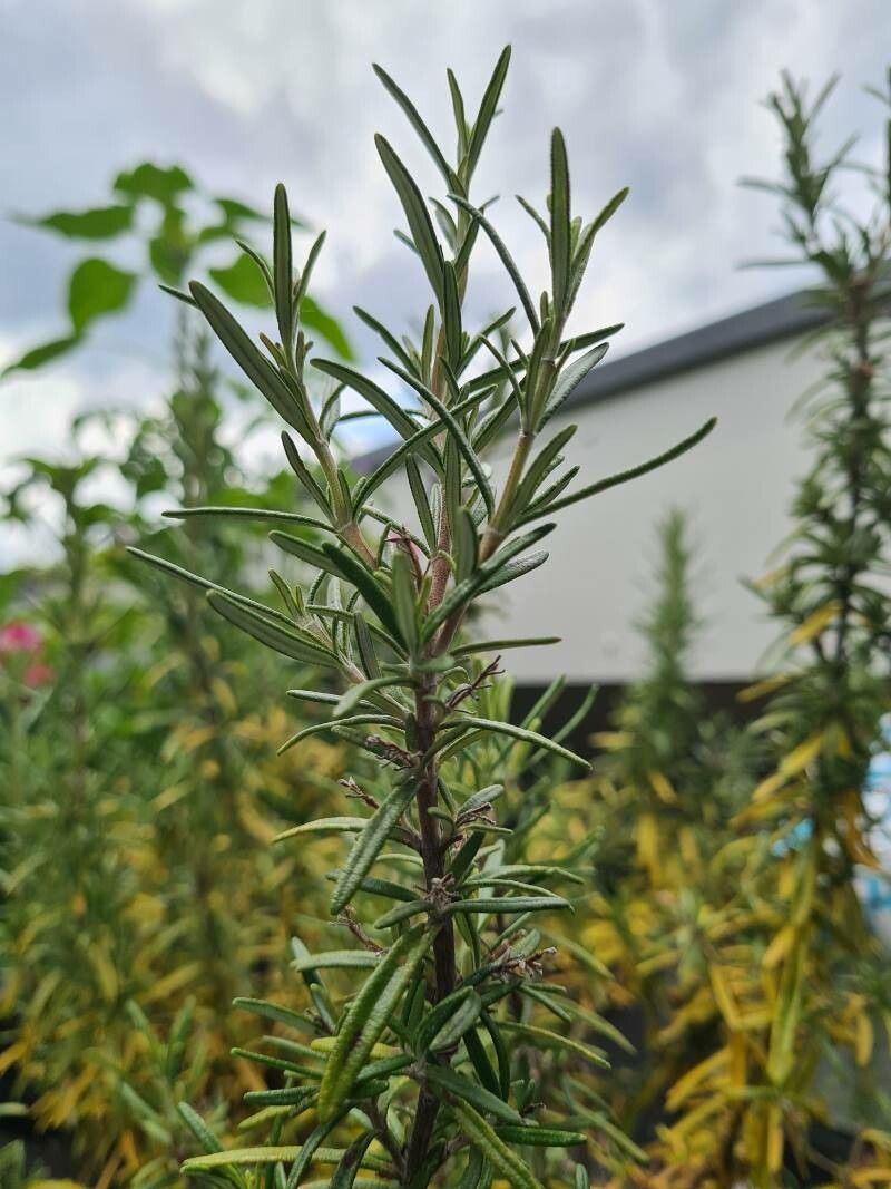 Rosmarinus eriocalyx leaf