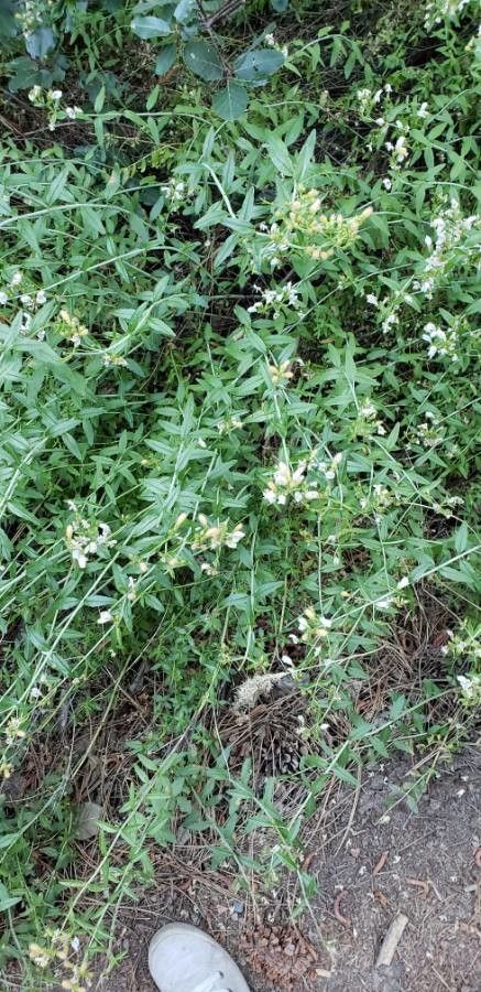 Keckiella breviflora bark