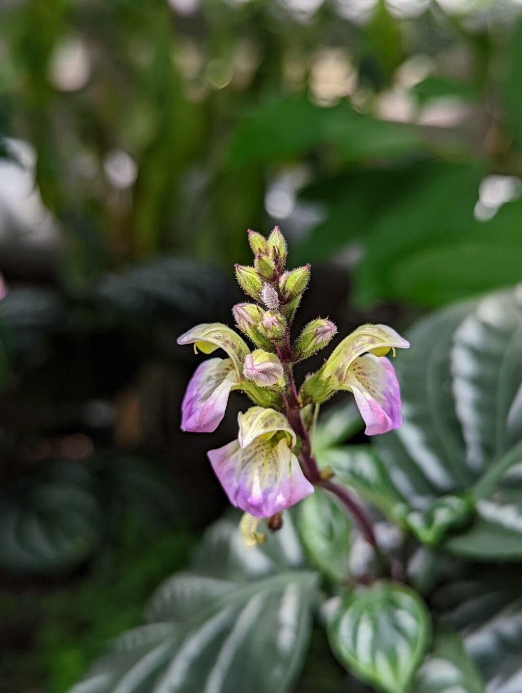 Justicia manserichensis flower