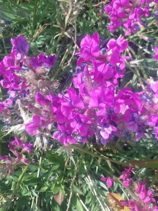 Oxytropis lambertii flower
