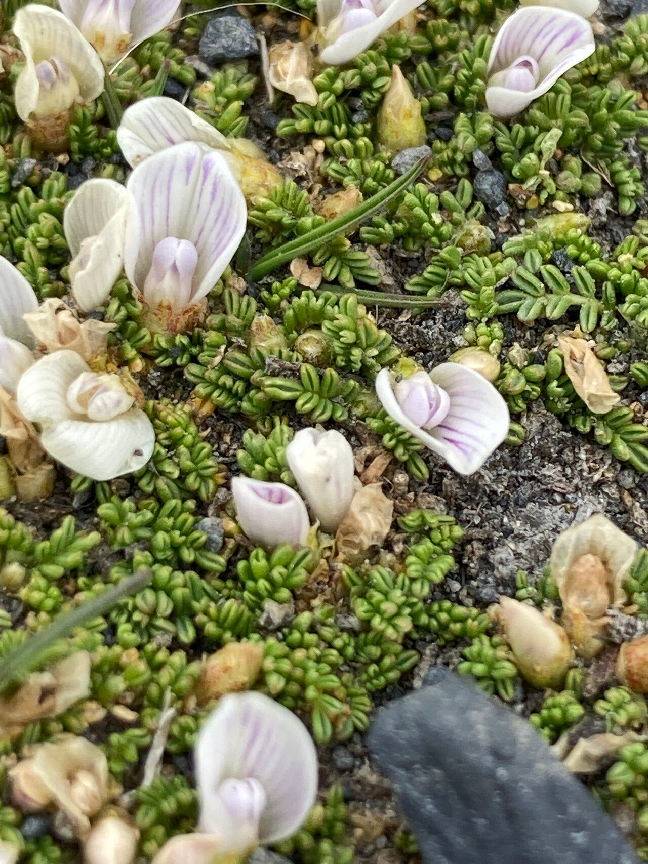 Astragalus diminutivus flower
