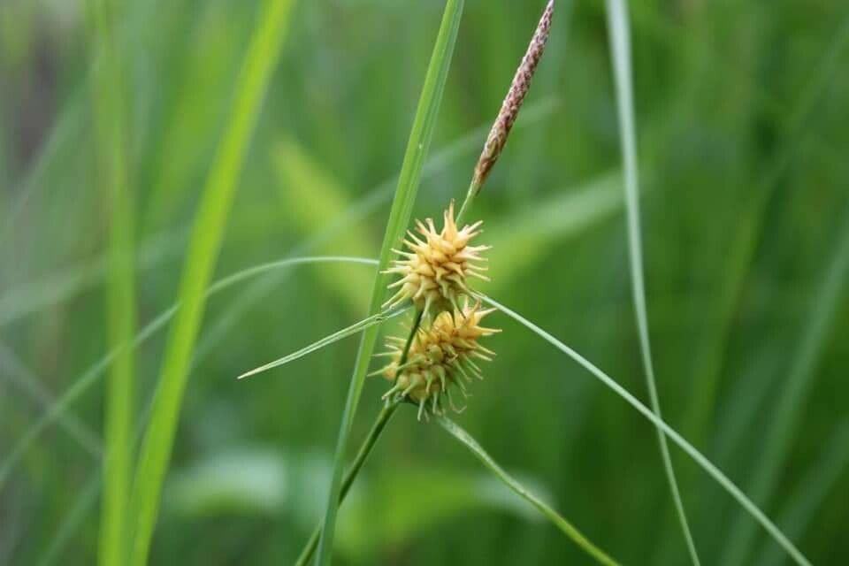 Carex flava flower