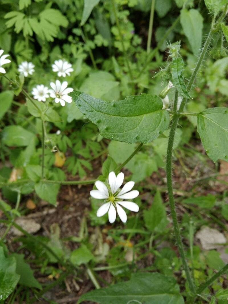 Stellaria chilensis flower