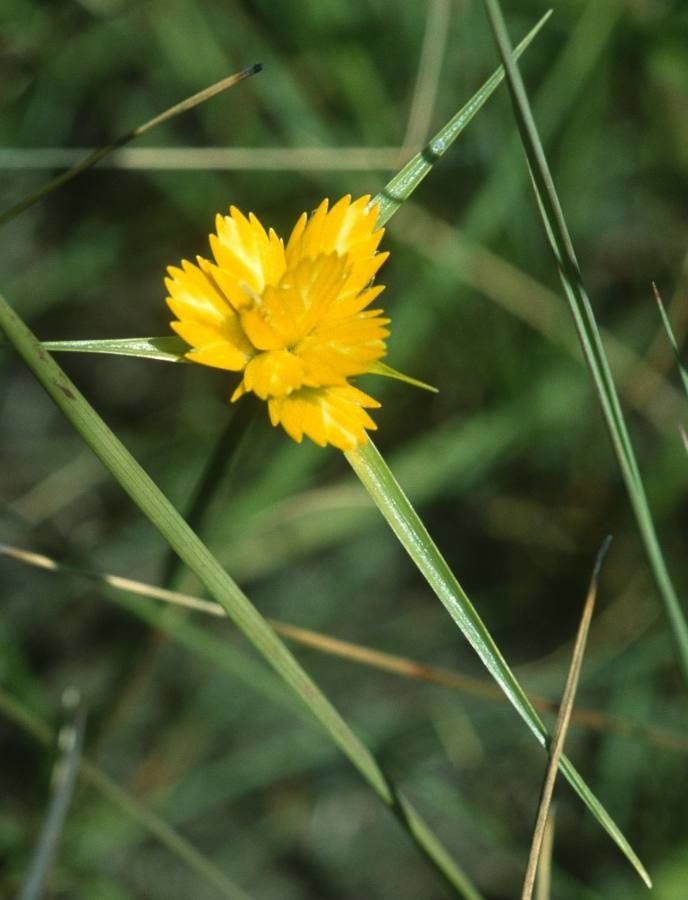 Cyperus sphaerocephalus — search result for 'Cyperus'
