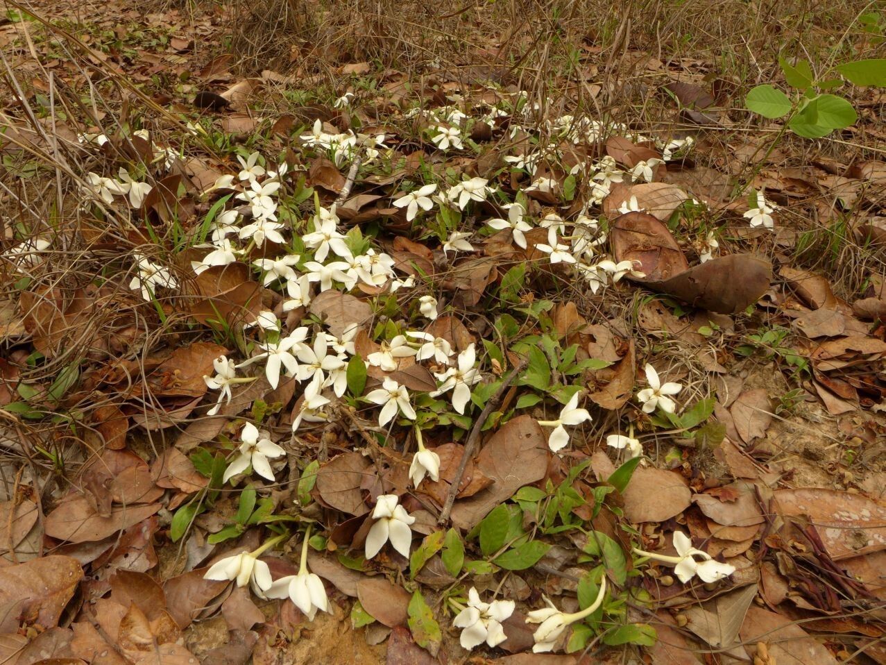 Gardenia subacaulis habit
