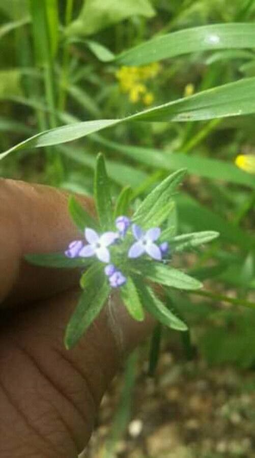 Asperula arvensis flower