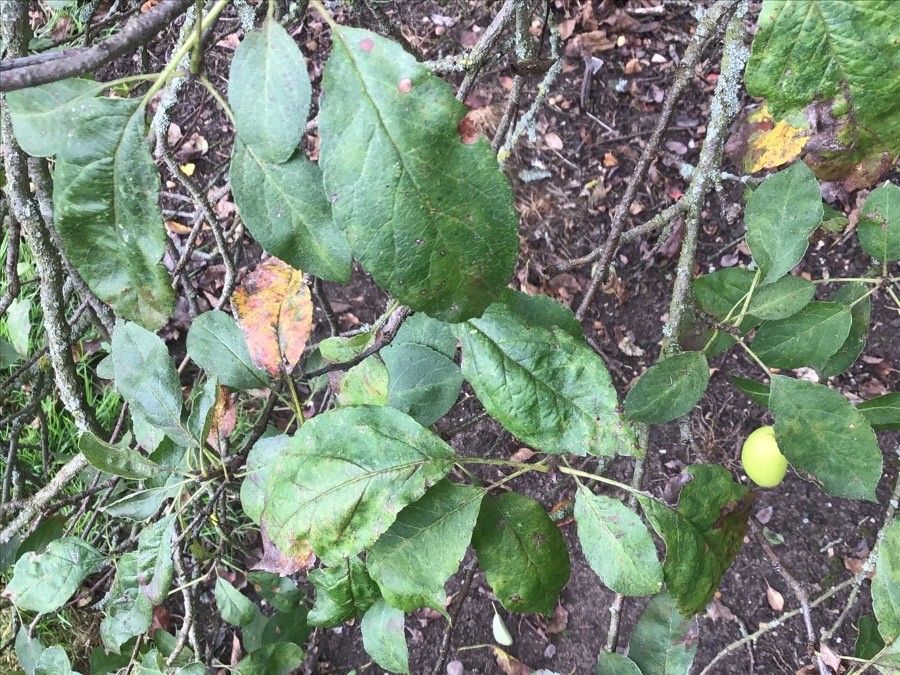 Malus × dawsoniana — search result for 'Malus'