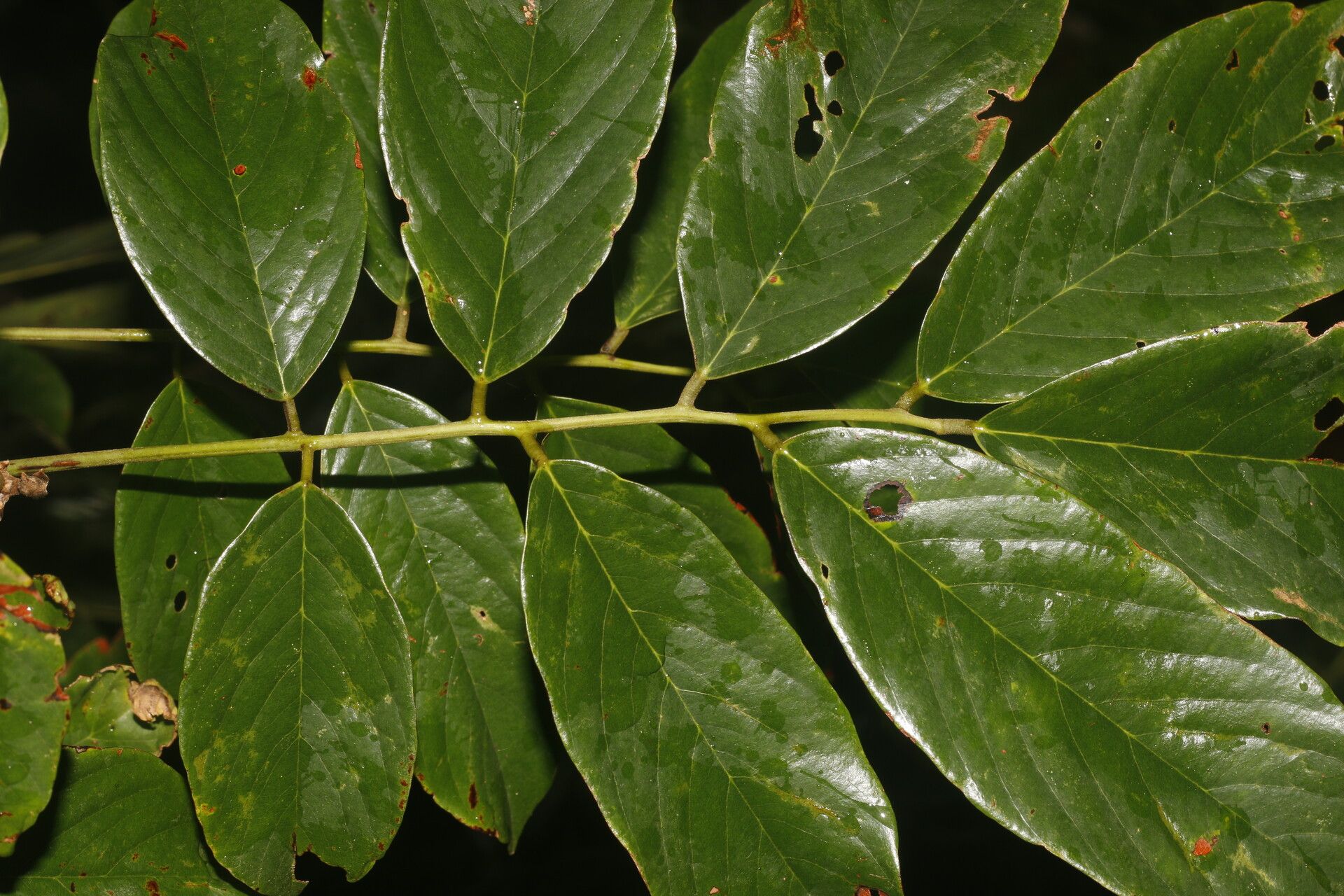 Machaerium floribundum fruit
