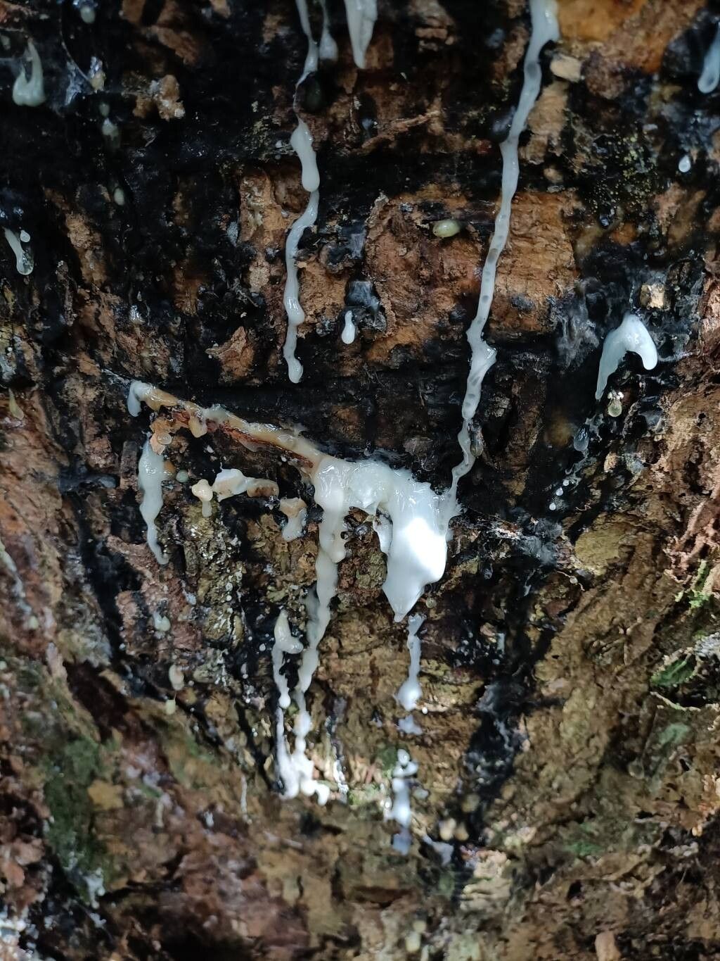 Pachylobus buettneri other