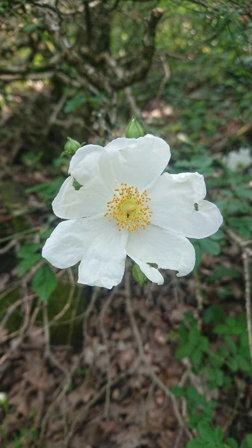 Rosa x pervirens flower