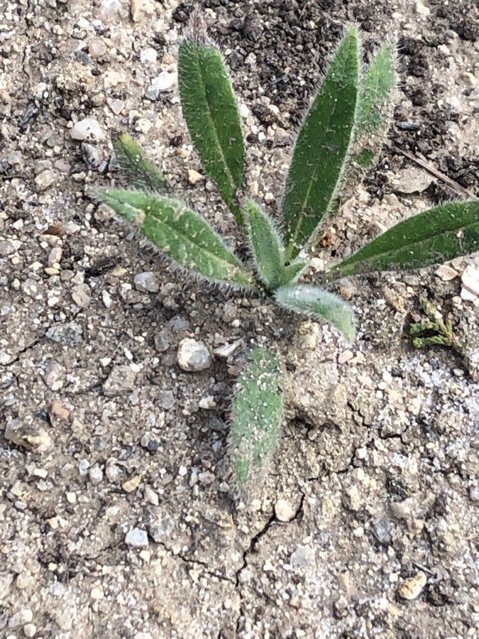 Echium wildpretii leaf