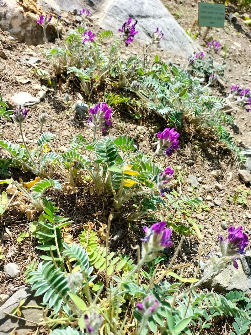 Oxytropis strobilacea flower