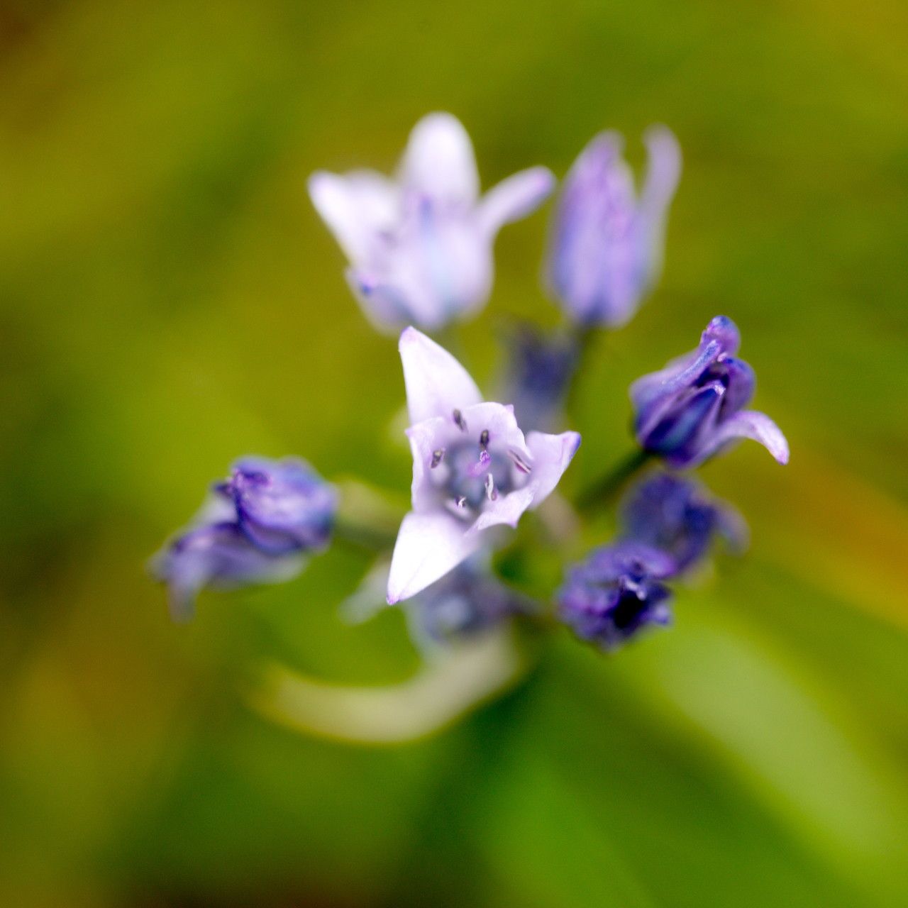 Triteleia grandiflora flower