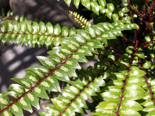 Zanthoxylum heterophyllum — houseplant care guide