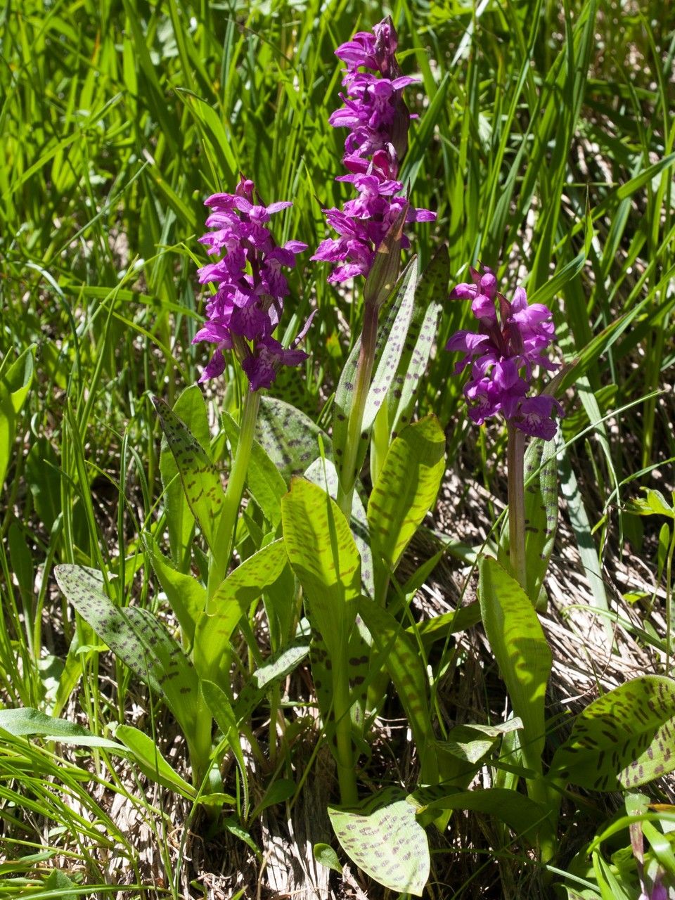 Dactylorhiza saccifera habit