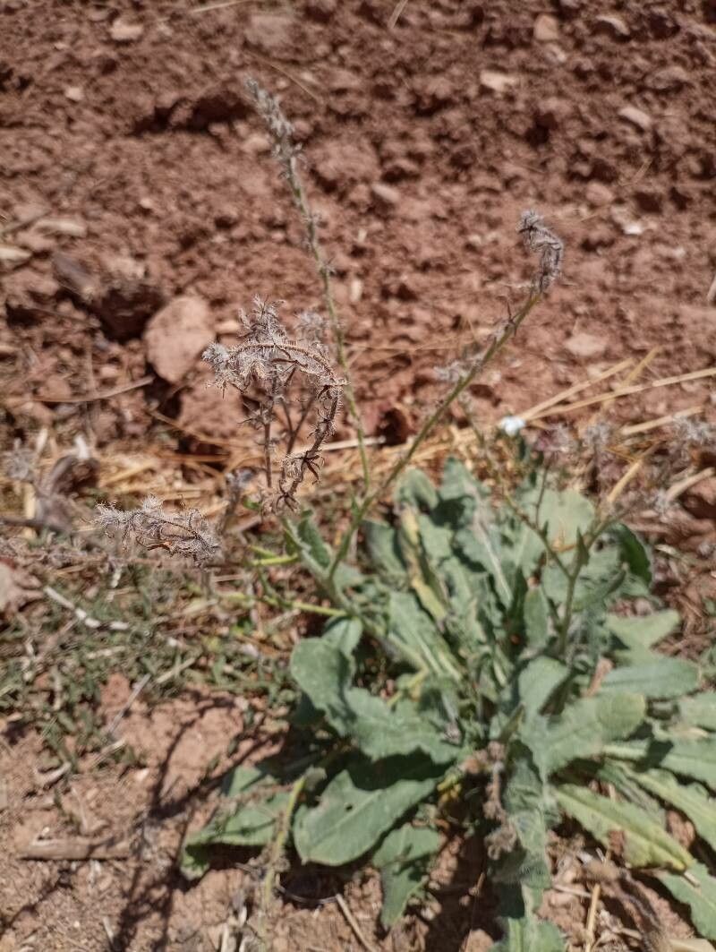 Anchusa italica fruit