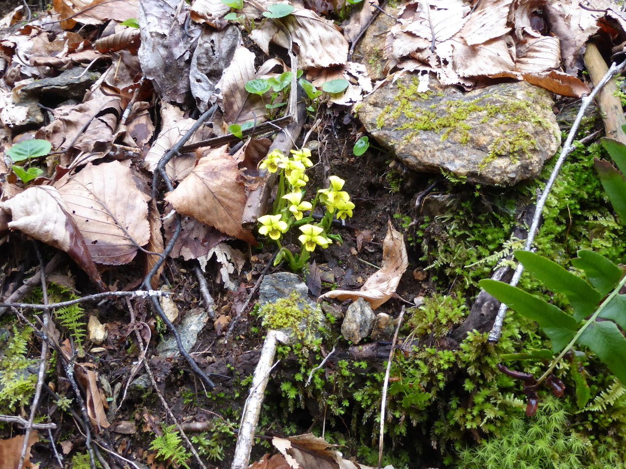 Viola rotundifolia bark