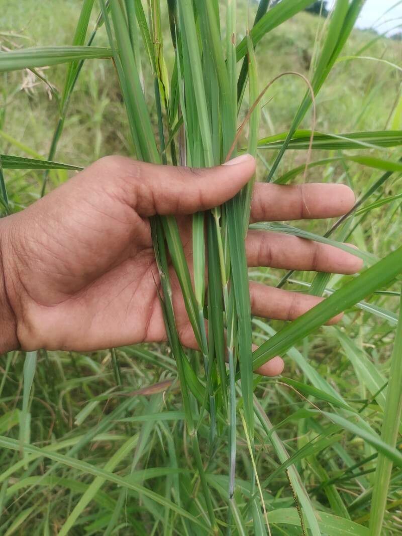 Rottboellia cochinchinensis — search result for 'Guinea'