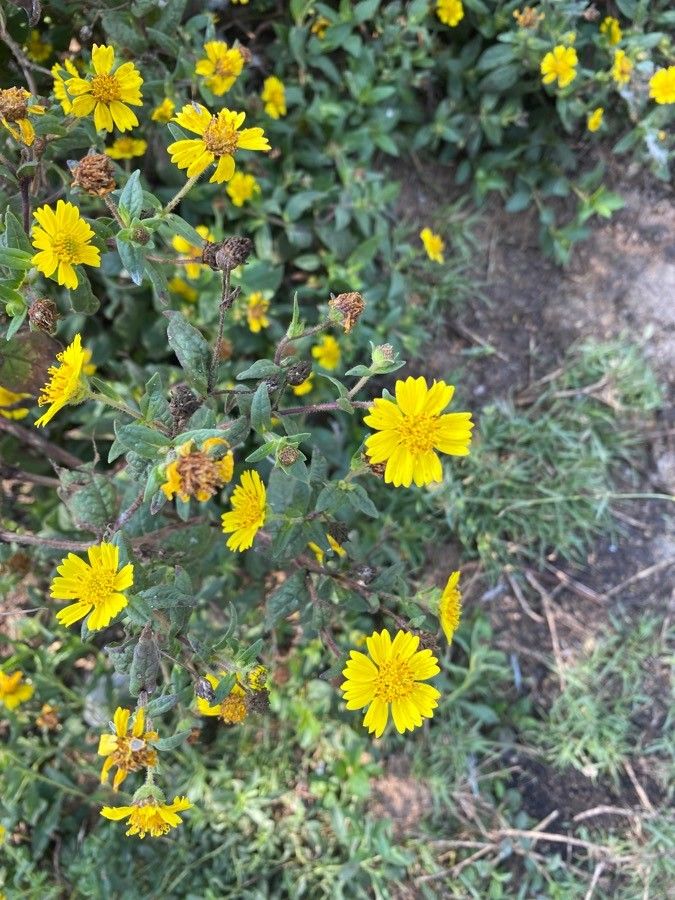 Guizotia scabra flower
