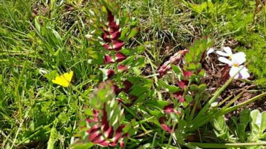 Bongardia chrysogonum flower