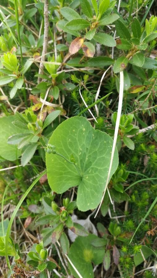 Ranunculus thora fruit