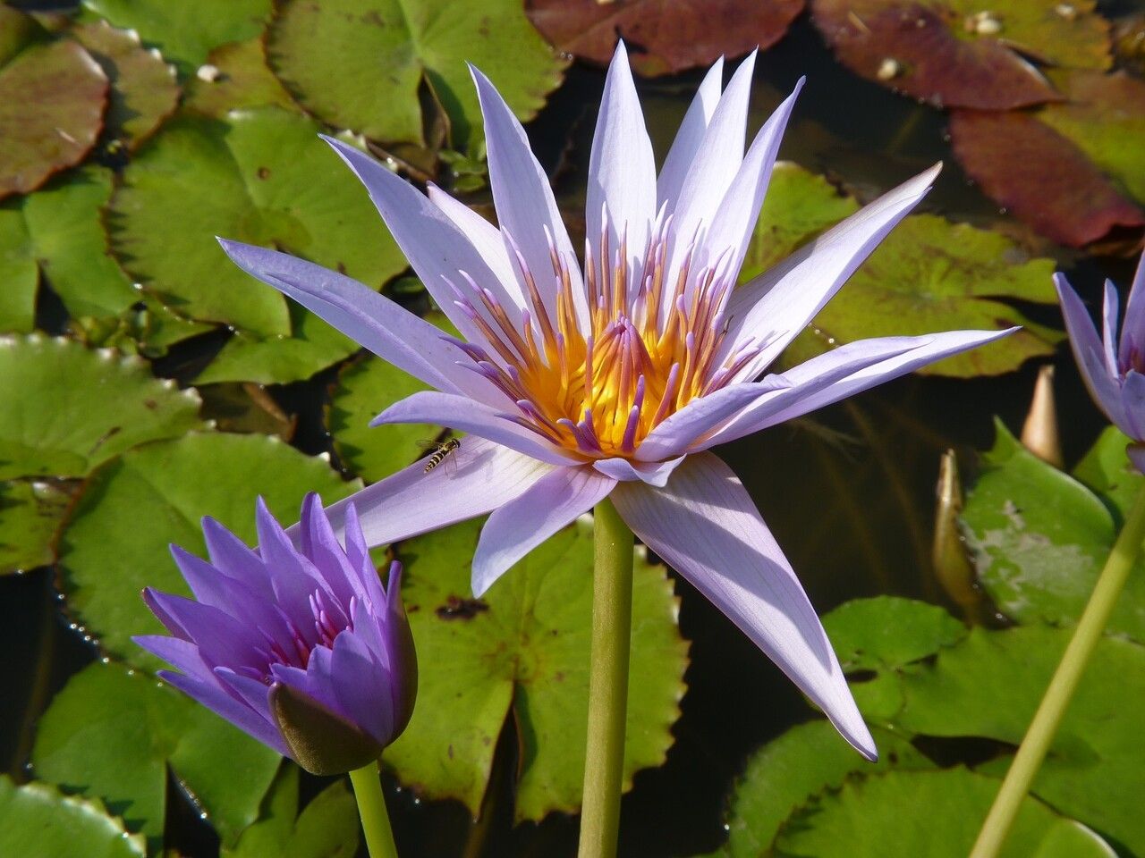 Nymphaea capensis — search result for 'Nymphaea'