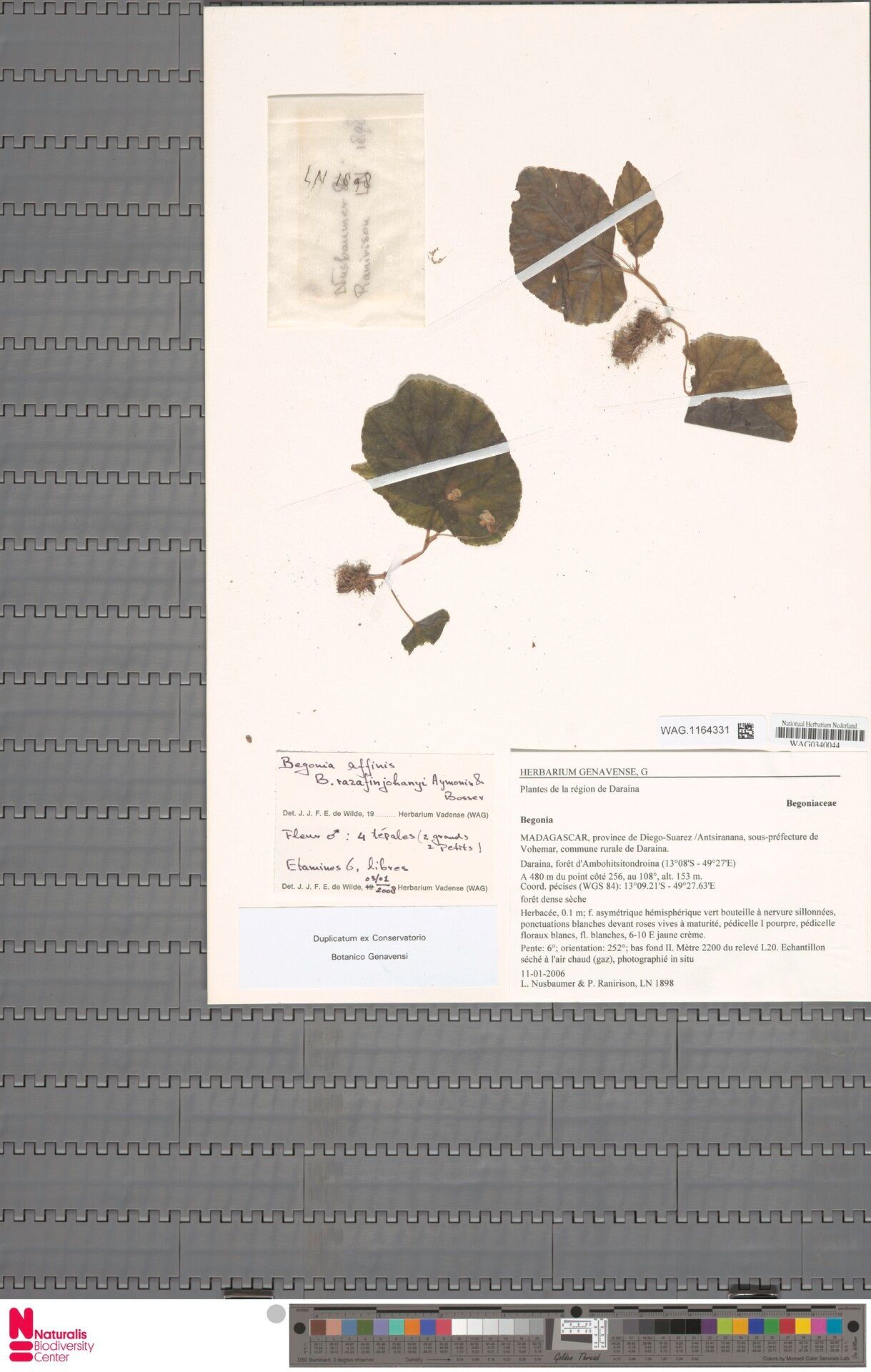 Begonia razafinjohanyi — houseplant care guide