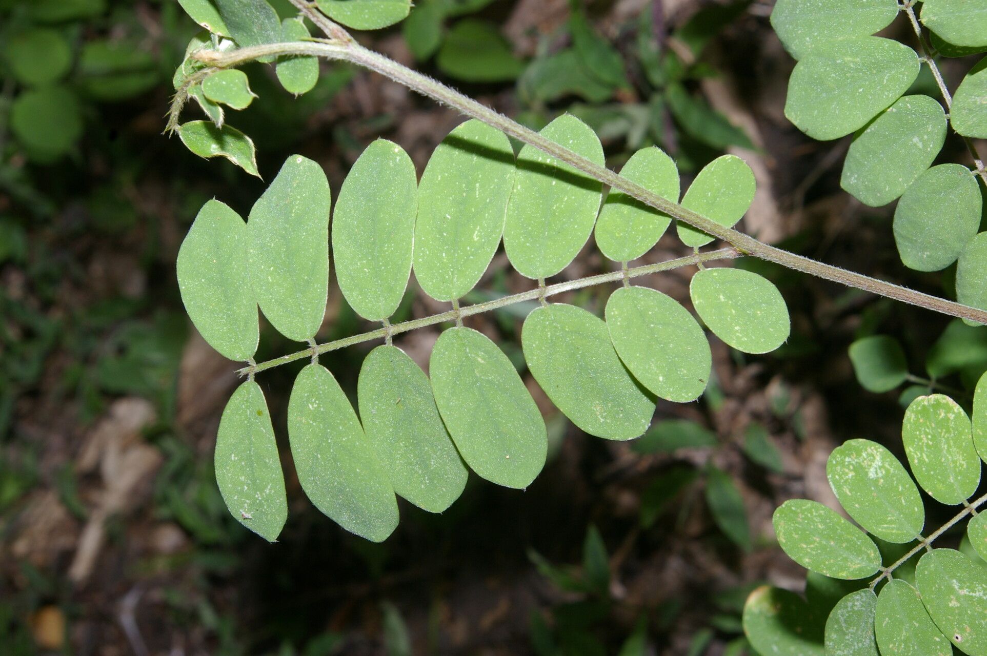 Dalea carthagenensis leaf