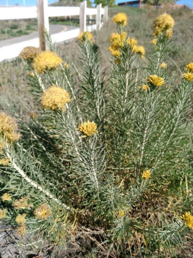 Artemisia californica flower
