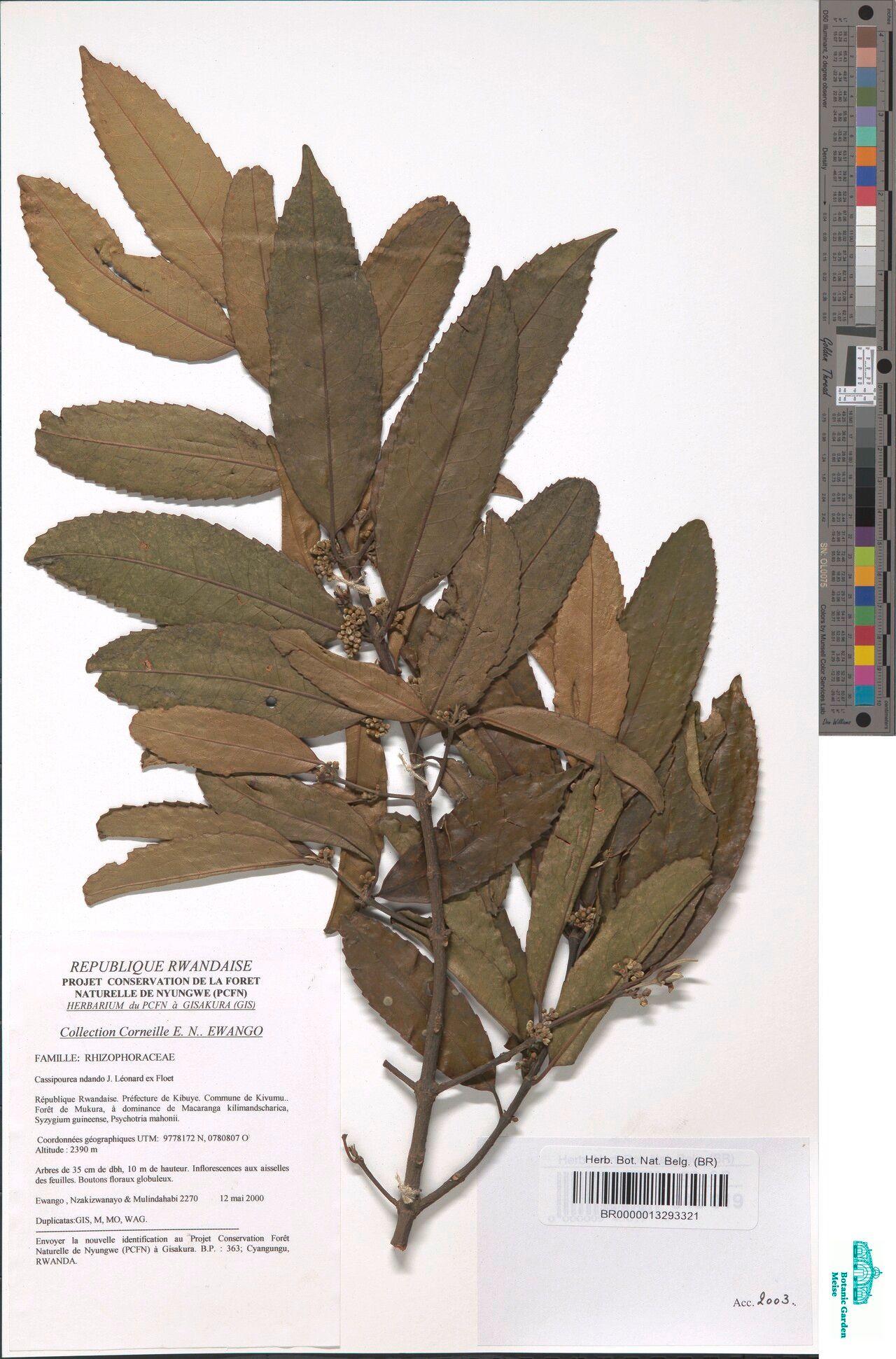 Cassipourea ndando — search result for 'Cassipourea'