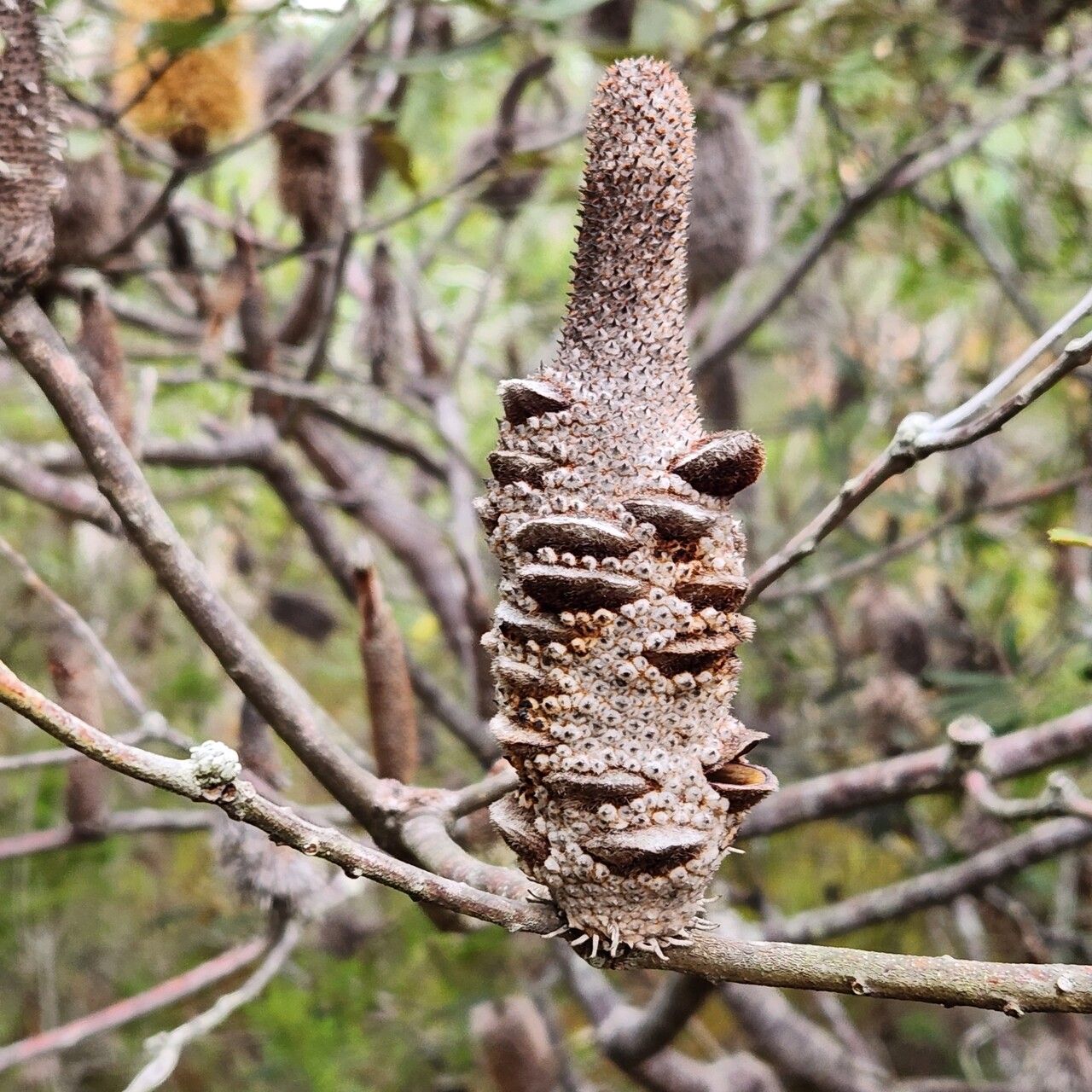 Banksia oblongifolia fruit