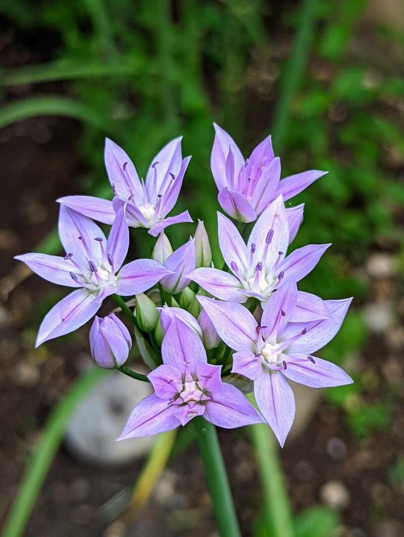 Allium unifolium flower