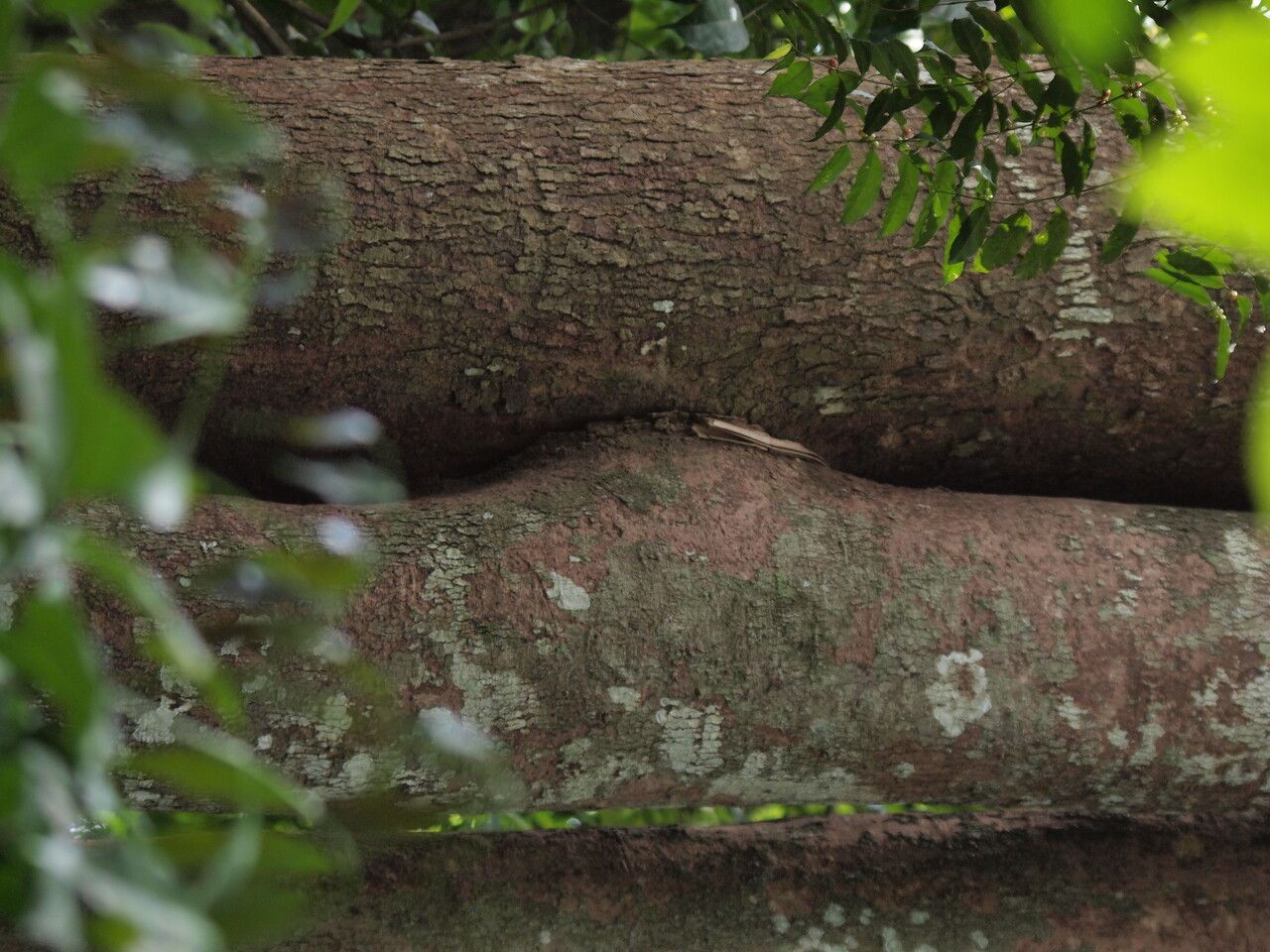 Irvingia gabonensis bark