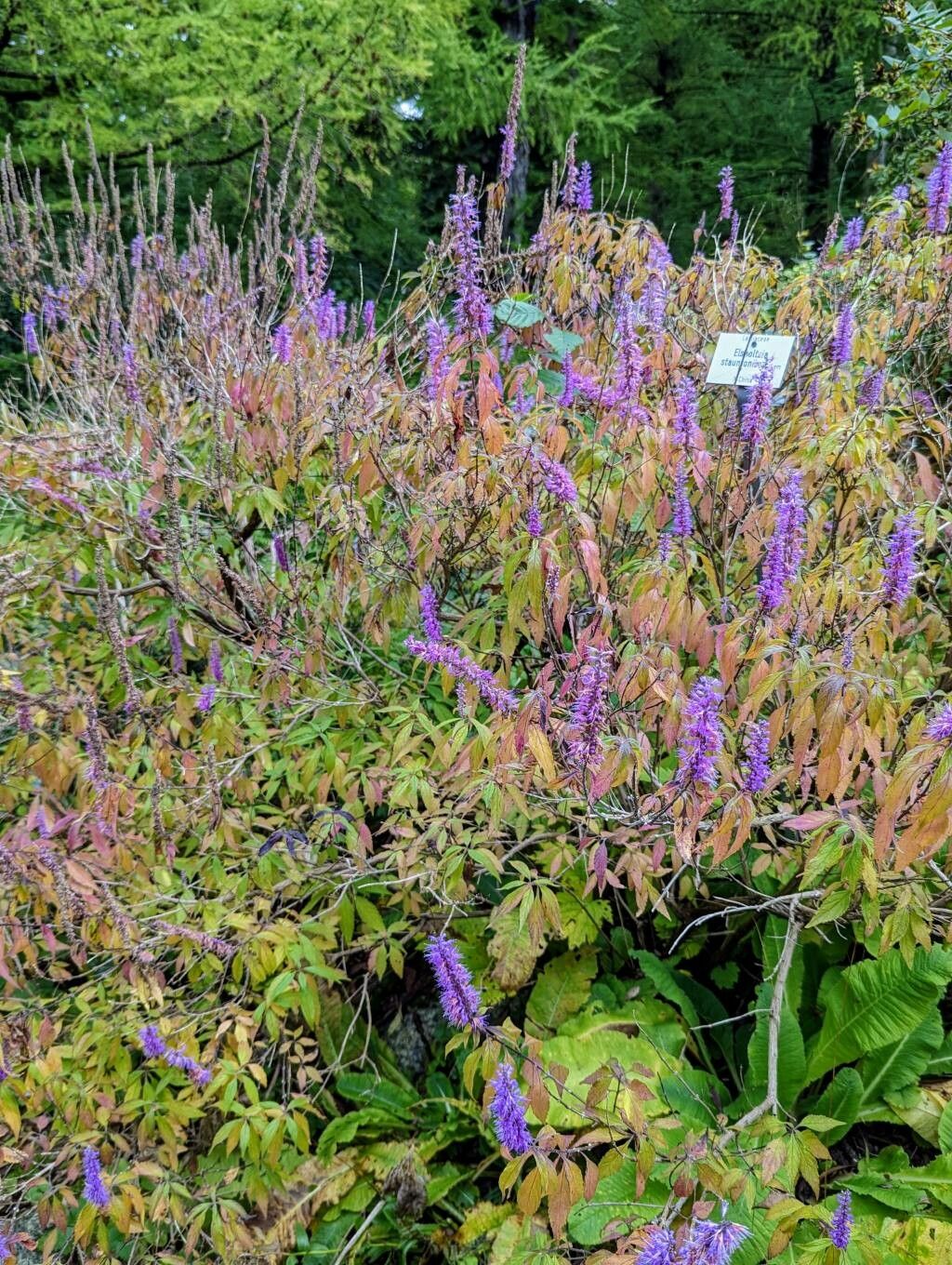 Elsholtzia stauntonii habit